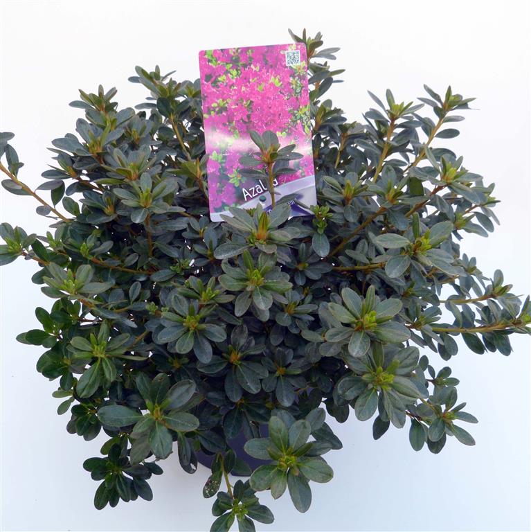 Rododendron (AJ) &