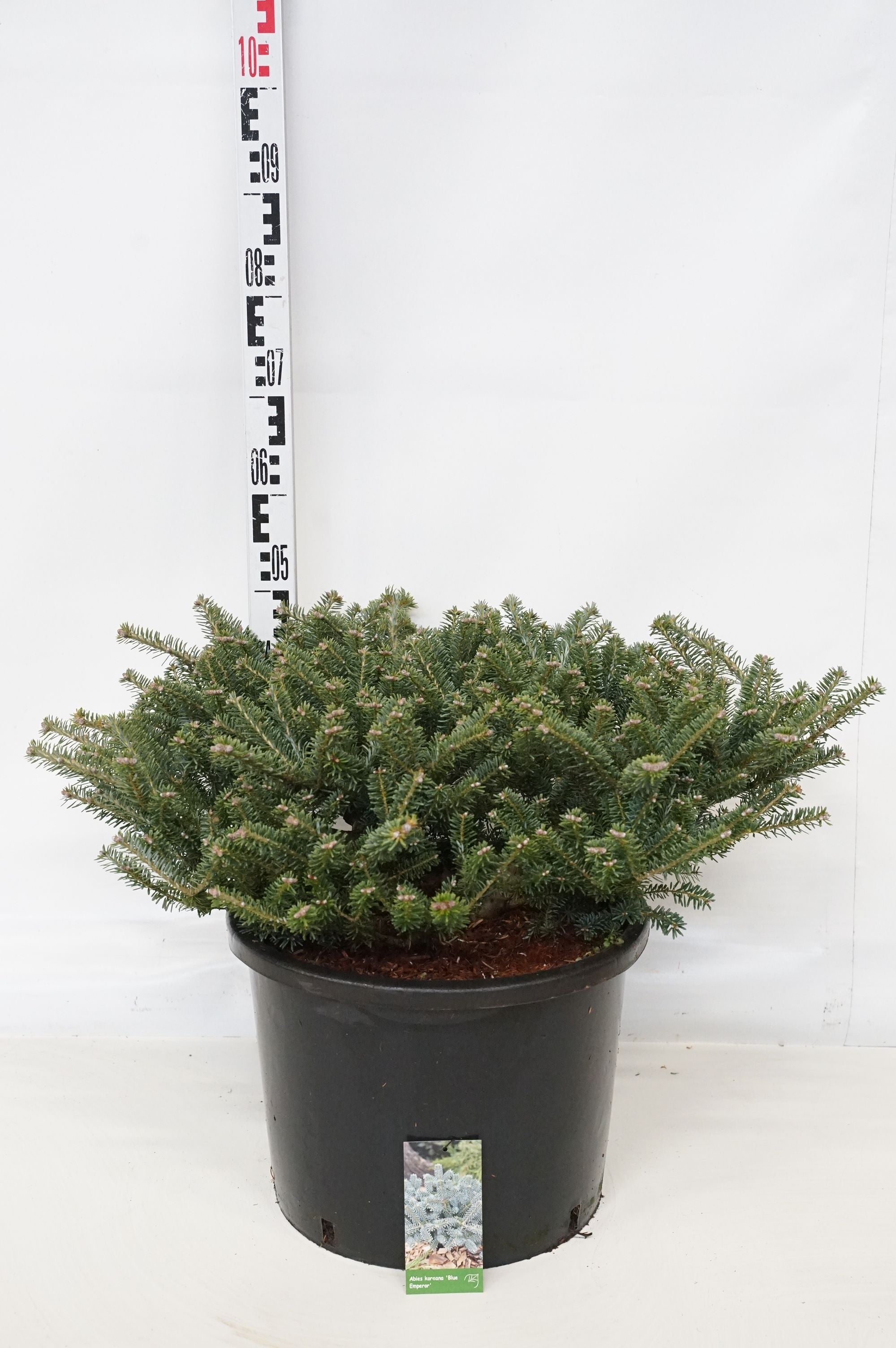 Silvergran koreana &