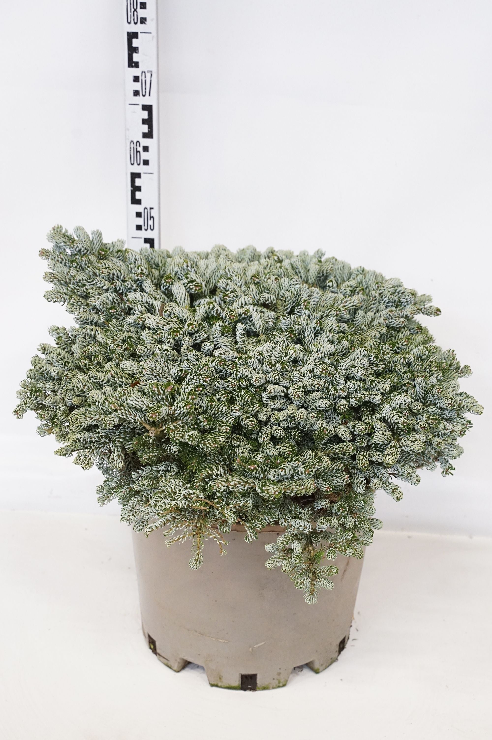 Silvergran koreana &