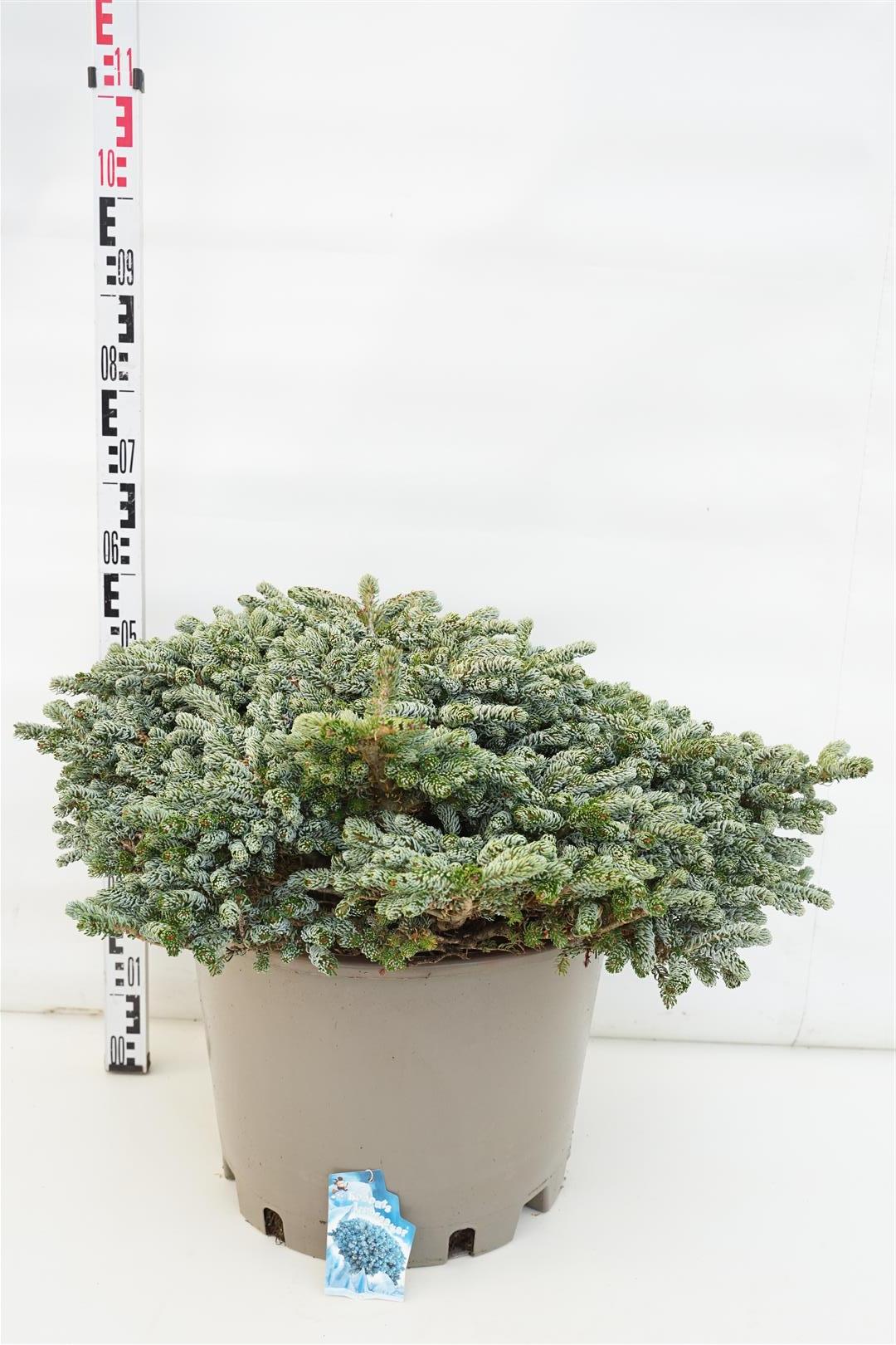 Silvergran koreana &