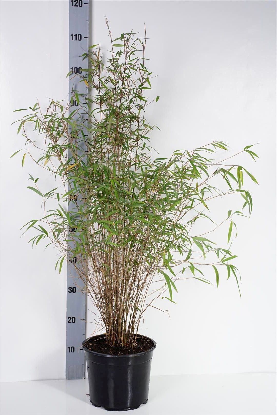 Fargesia angustissima - C5/P23 80-100 CM