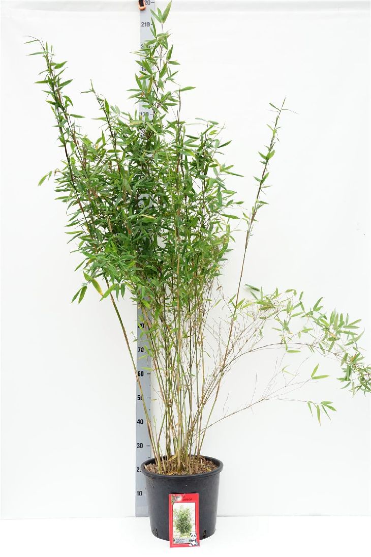 Fargesia nitida &