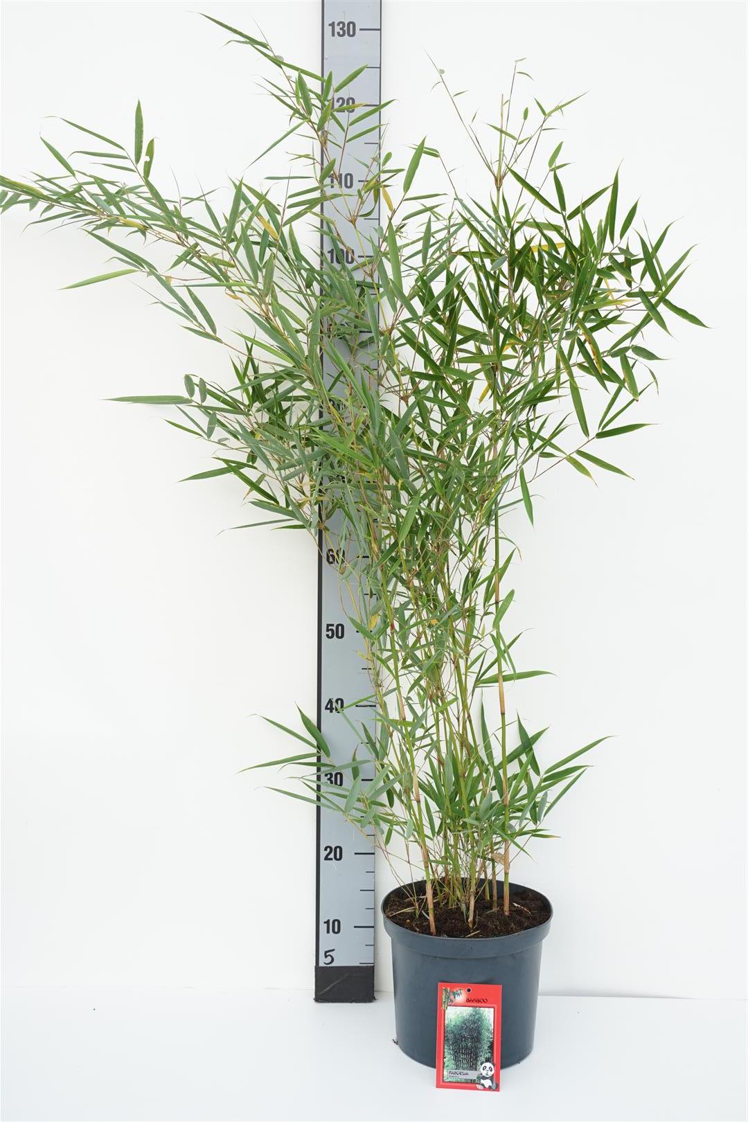 Fargesia robusta &