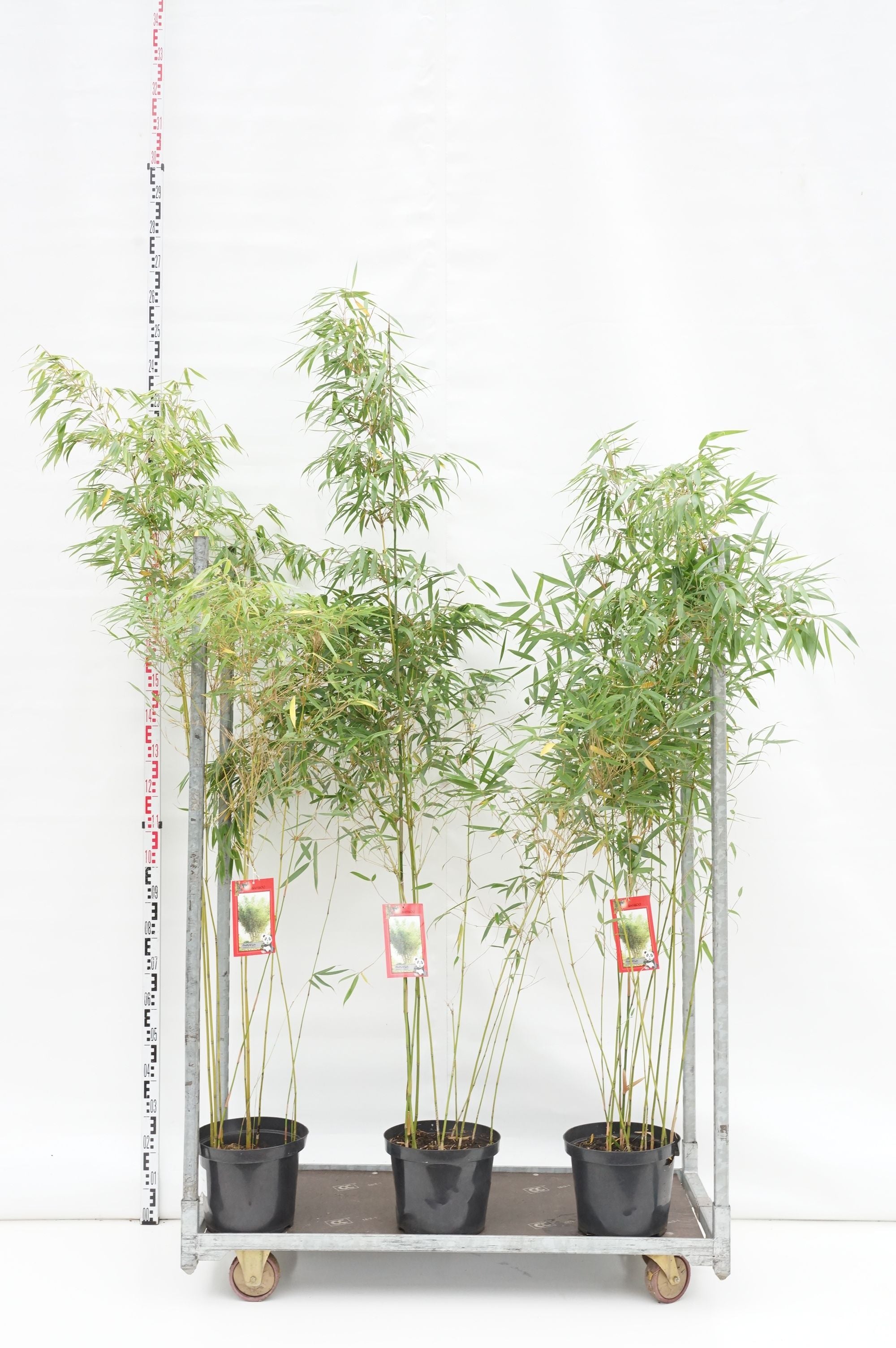 Fargesia robusta &