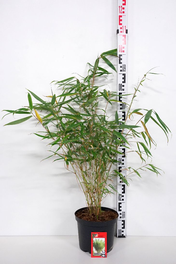 Pseudosasa japonica (Arundin. jap.) - C5/P23 100-125 CM