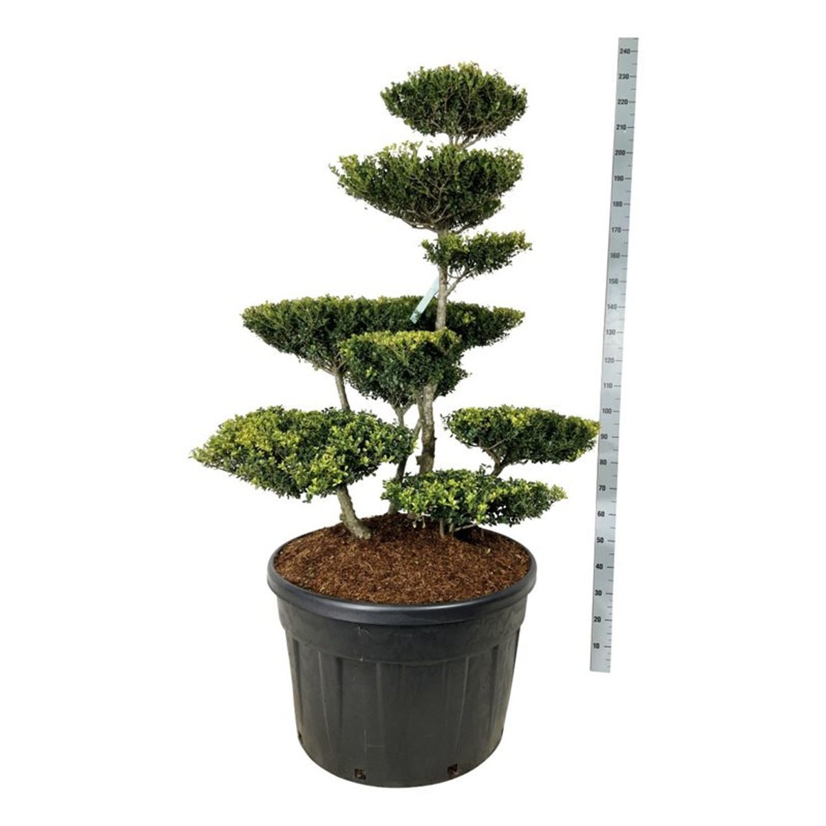 Ilex crenata &