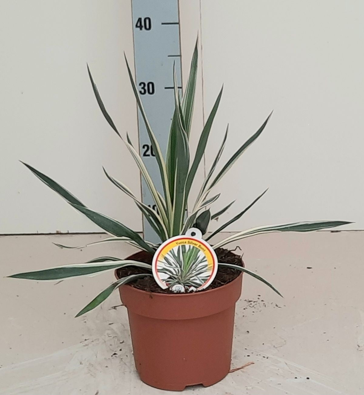 Yucca gloriosa &