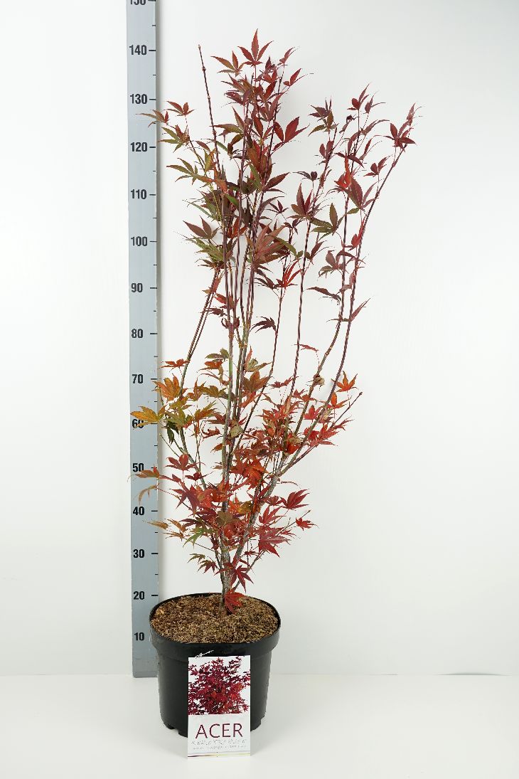 Acer palmatum &