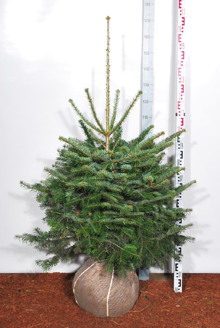Abies nordmanniana 80-100 cm rotklump