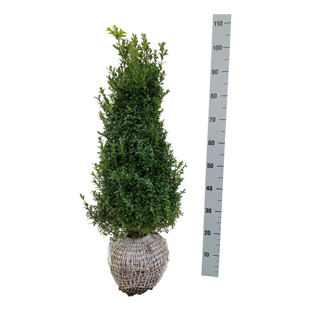 Buxbom sempervirens - 60-80 CM RB