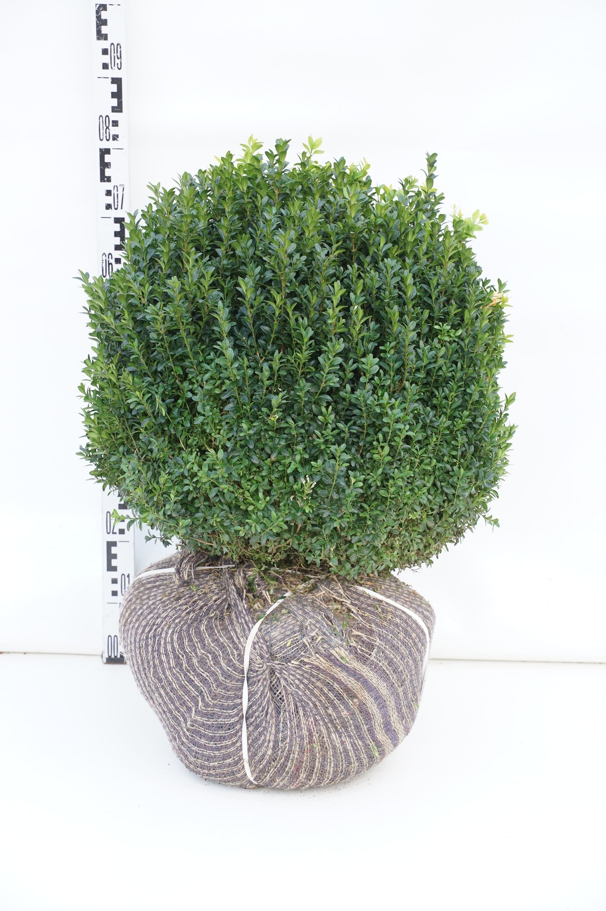 Buxbom sempervirens - 40-45 CM BALL RB
