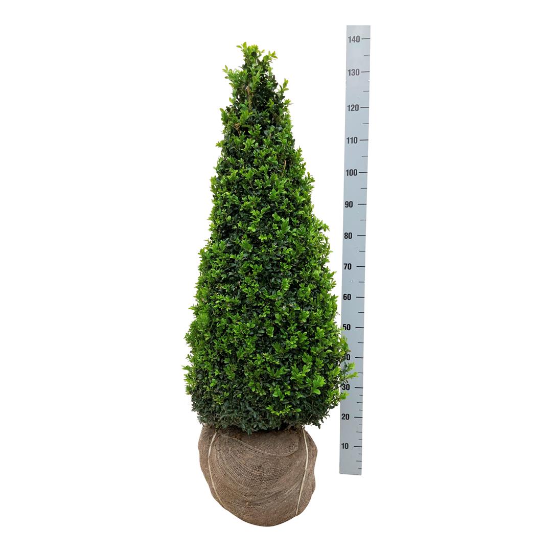 Buxbom sempervirens - 90-100 CM CONE RB