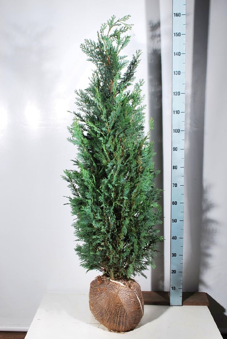 Ädelcypress l. &