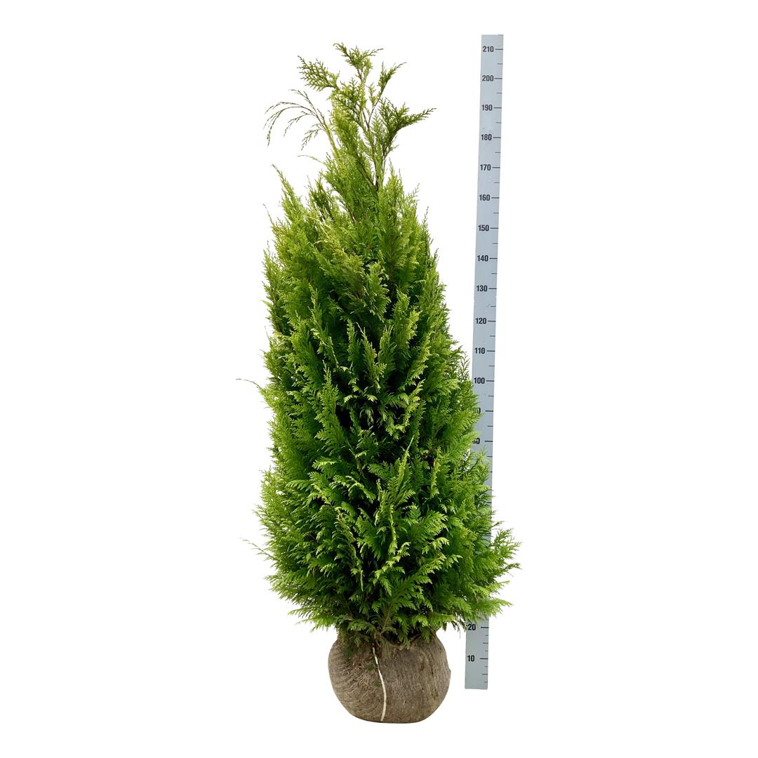 Ädelcypress l. &
