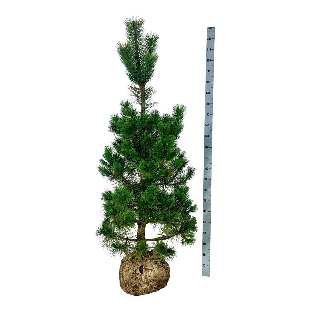 Tall nigra nigra - 175-200 CM WRB