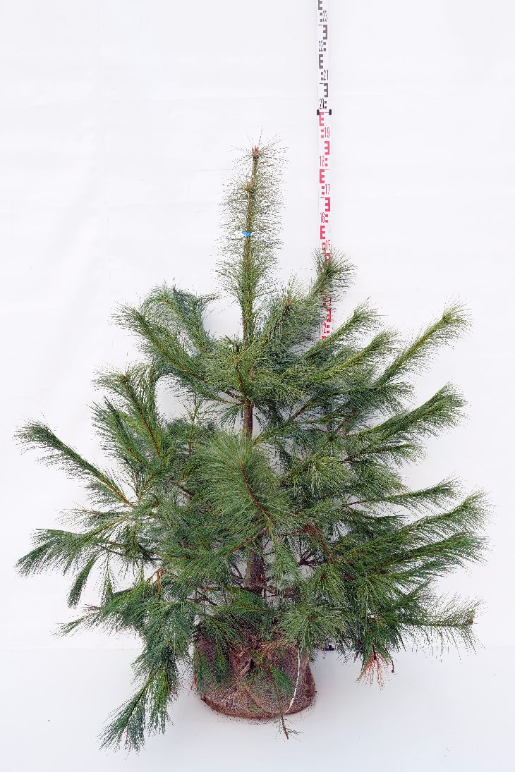 Tall strobus - 125-150 CM RB EXTRA TRNSPL