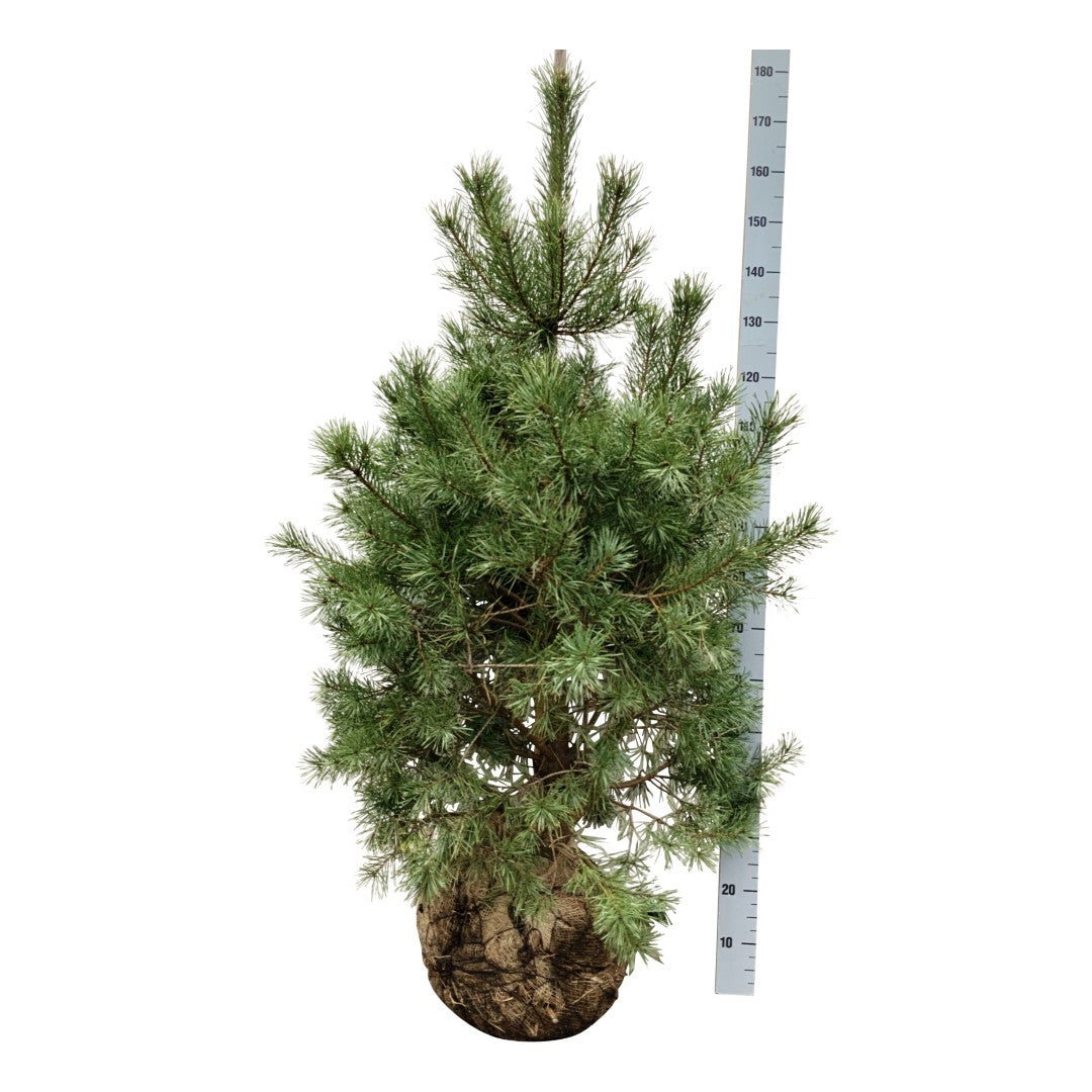 Tall sylvestris - 125-150 CM WRB EXTRA TRNSPL