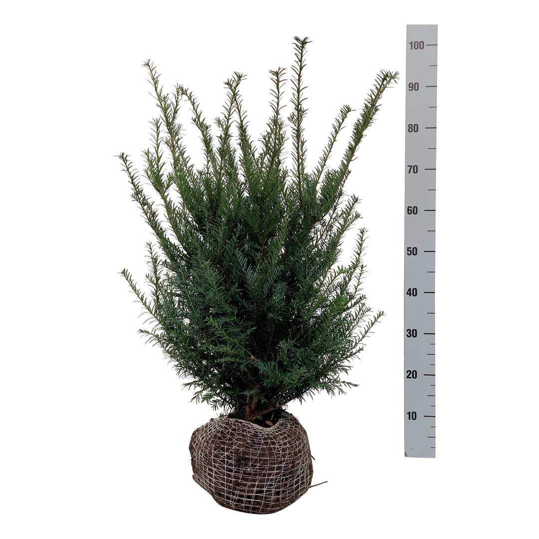Idegran baccata - 50-60 CM RB