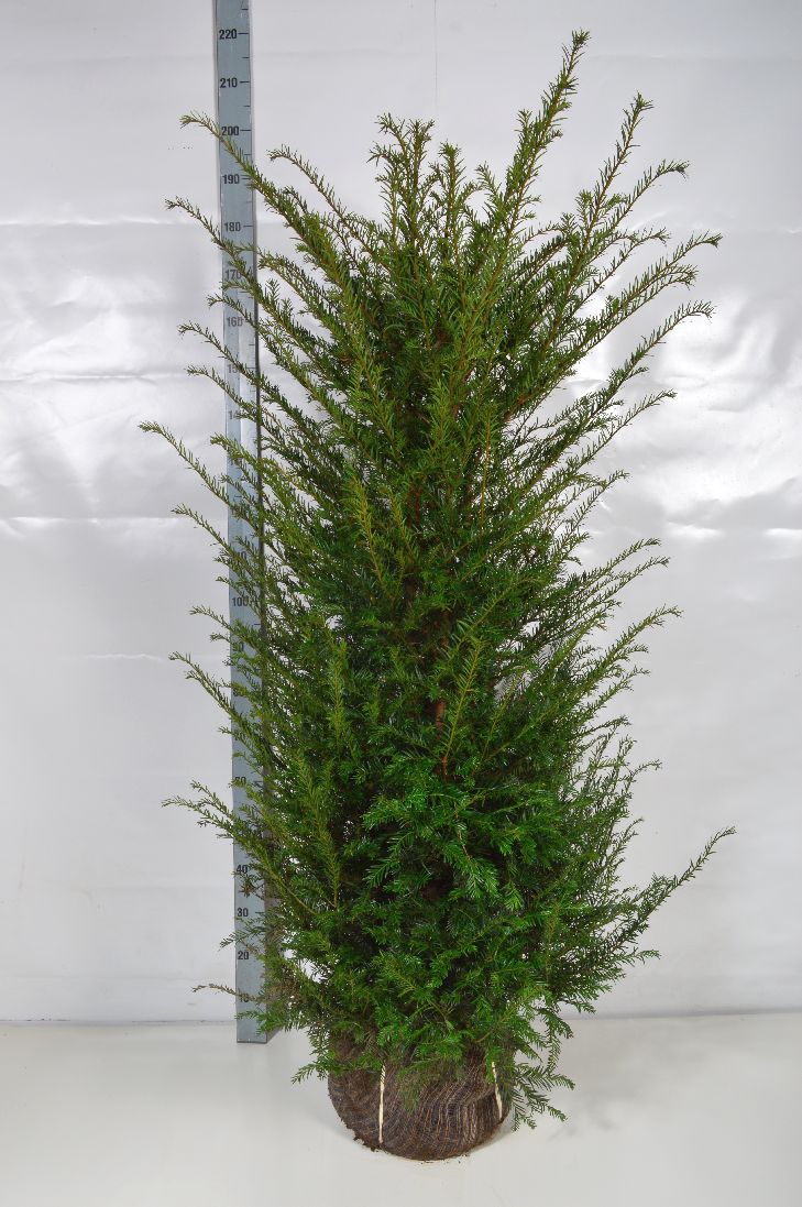 Idegran baccata - 140-160 CM RB