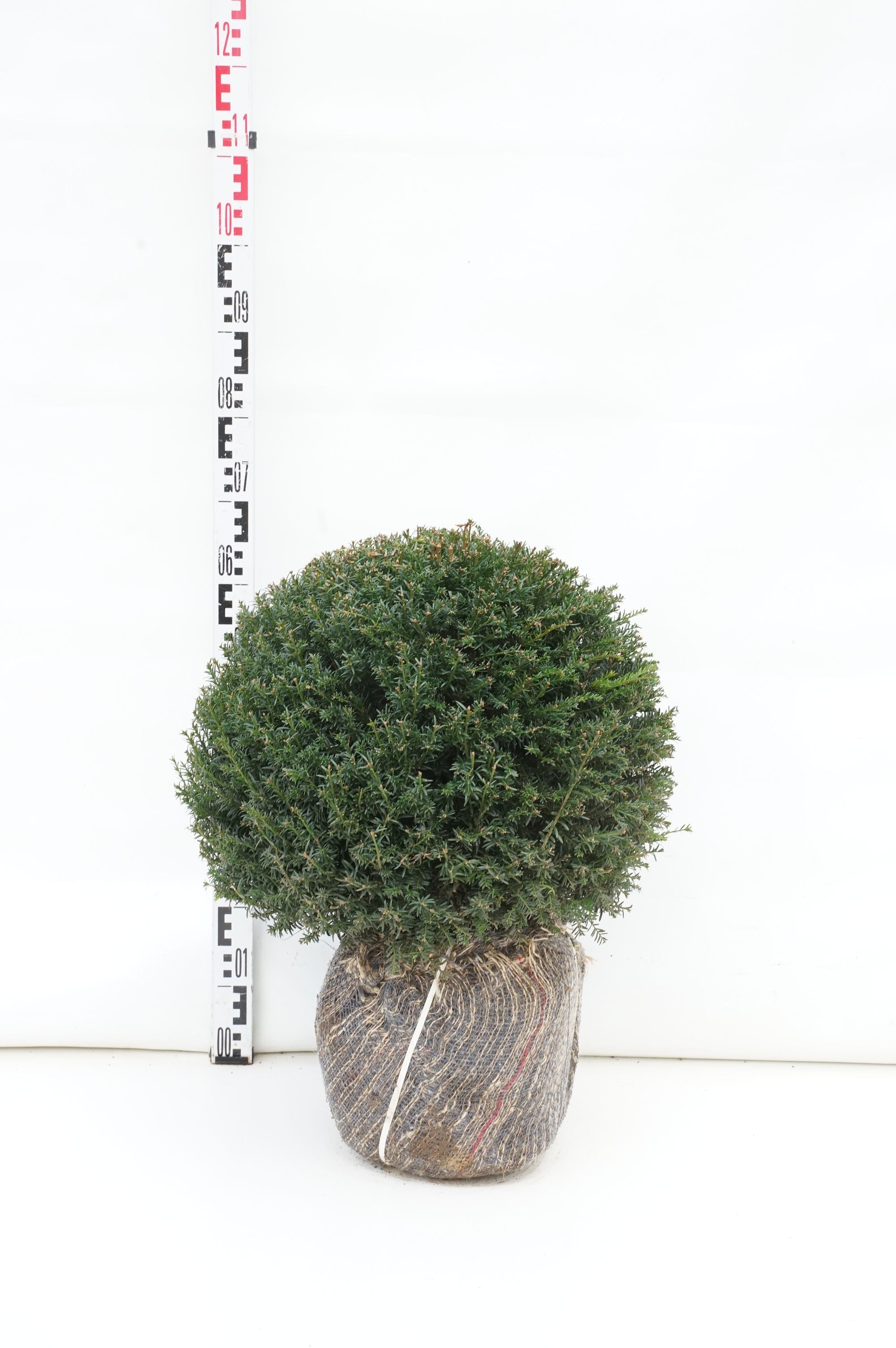 Idegran baccata - 45-50 CM BAL RB EXTRA TRNSPL