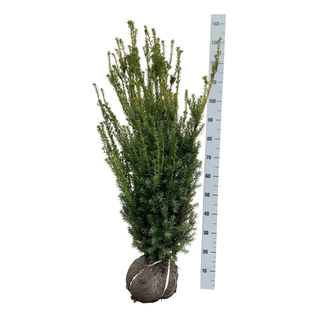 Taxus media &