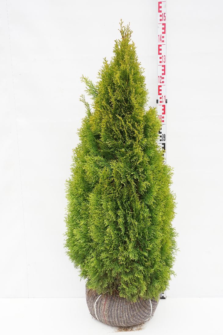 Thuja occidentalis &