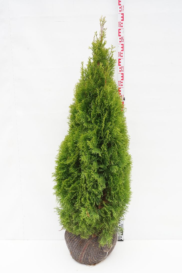 Thuja occ. &