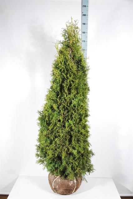 Thuja occ. &