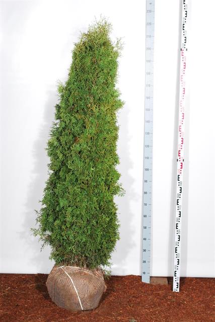 Thuja occ. &