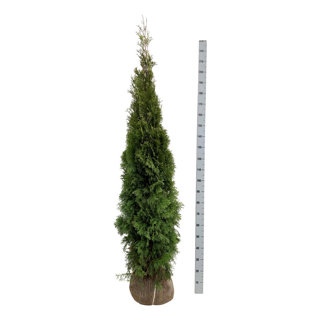 Thuja occ. &