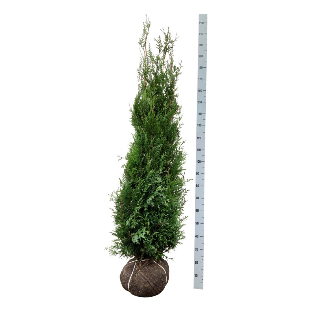 Thuja pl. &