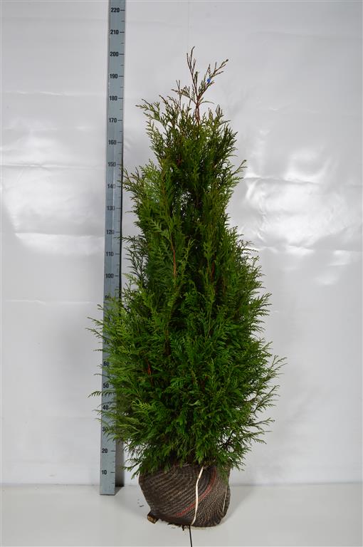 Thuja pl. &