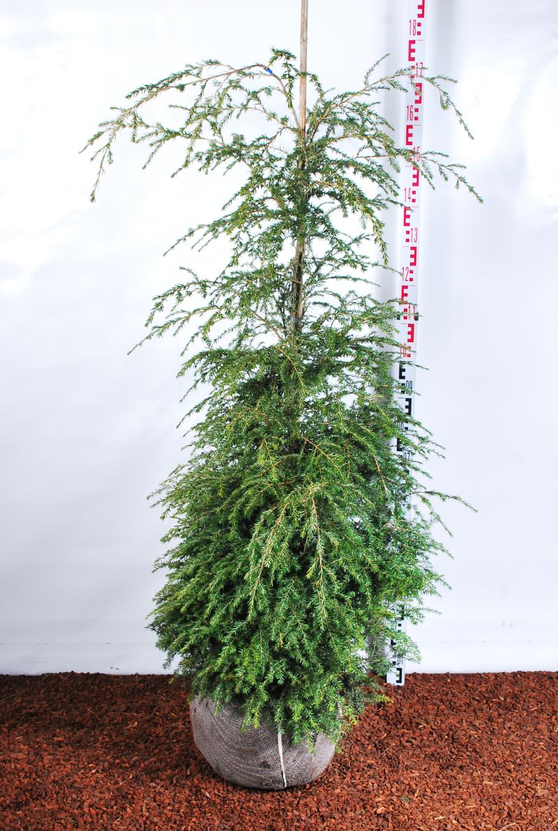 Tsuga canadensis 125–150 cm rotklump