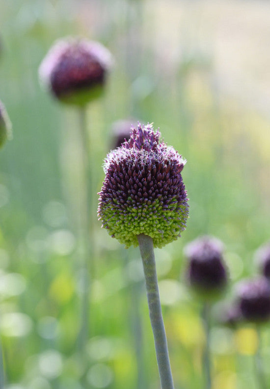 Allium &