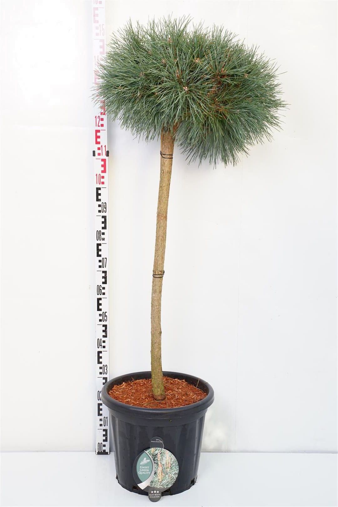 Tall sylv. &