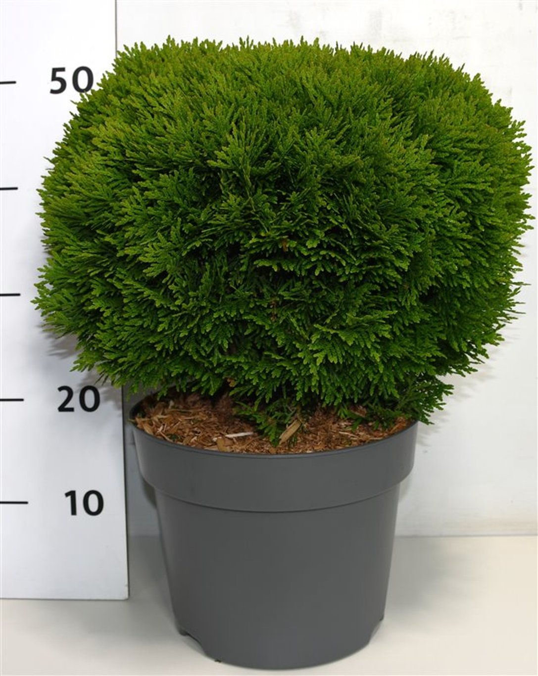 Thuja occidentalis &