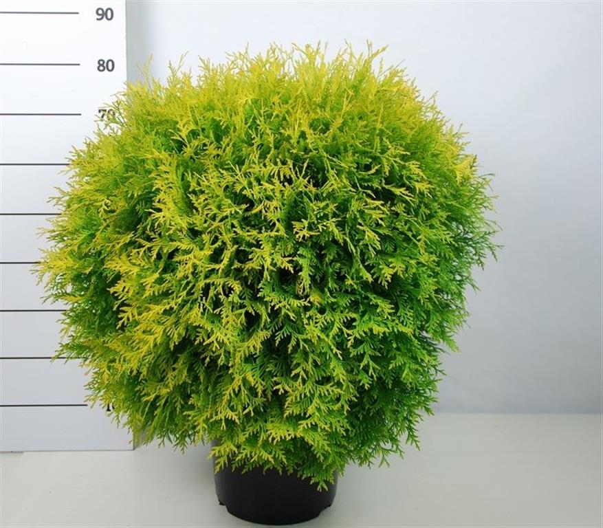 Thuja occidentalis &