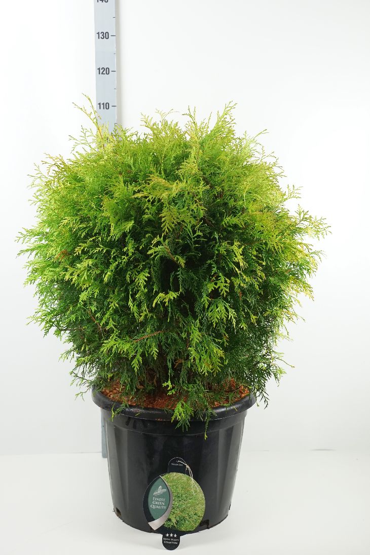 Thuja occ. &