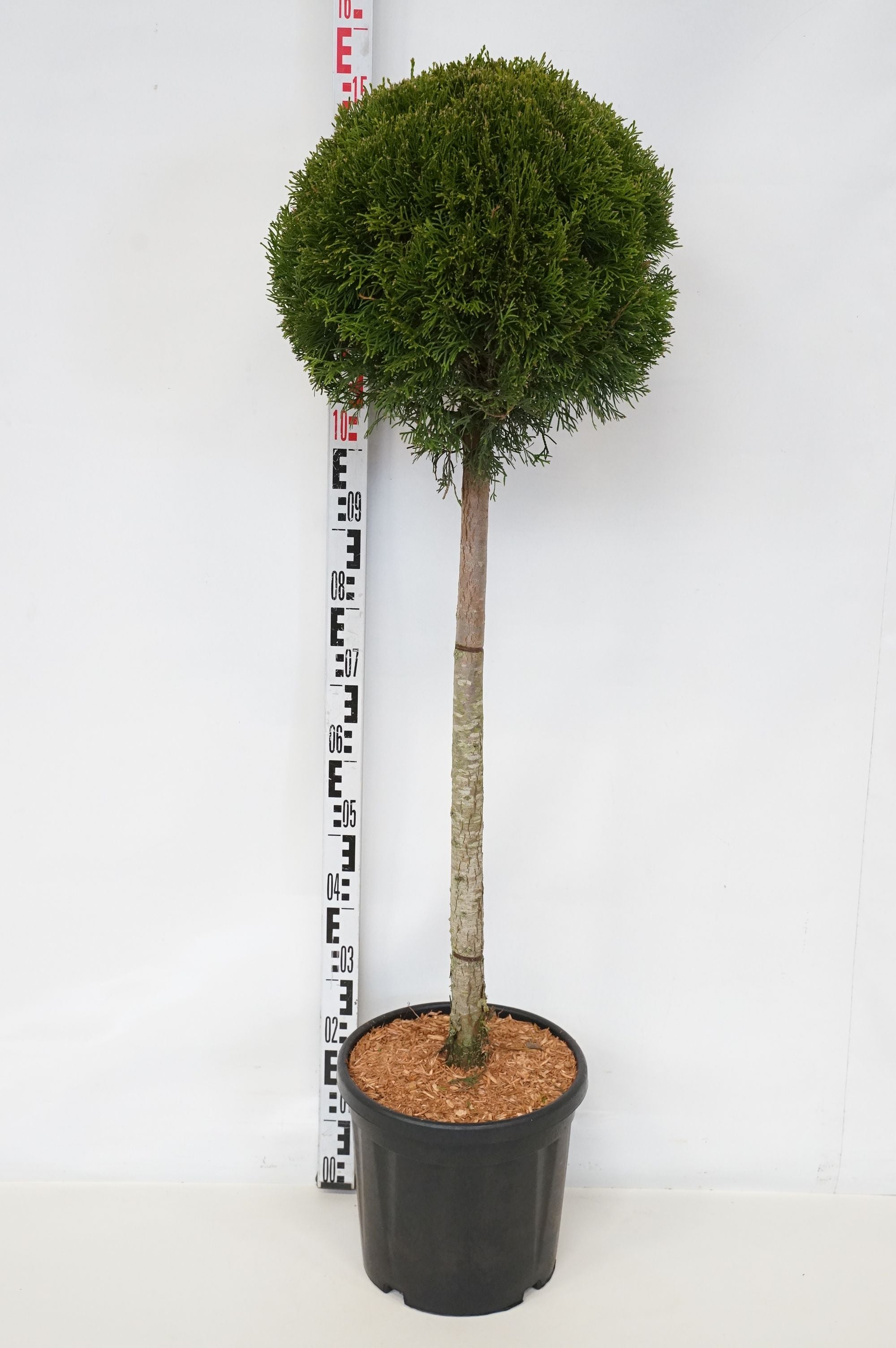 Thuja occ. &