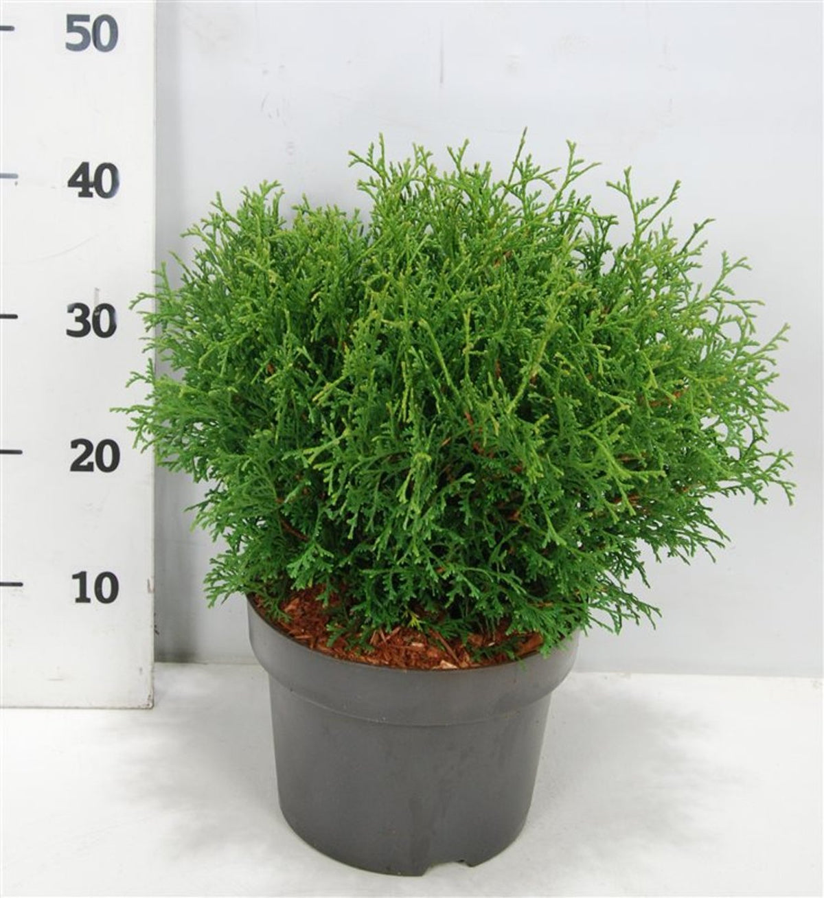 Thuja occidentalis &