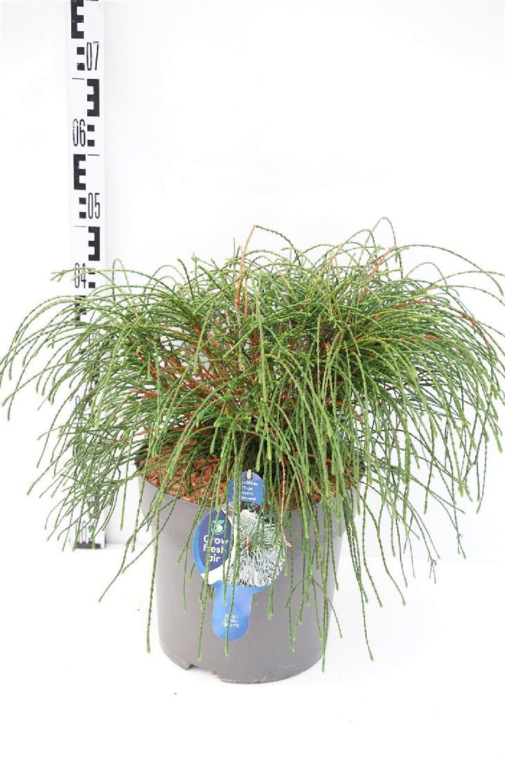 Thuja pl. &