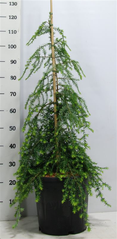 Hemlock can. &