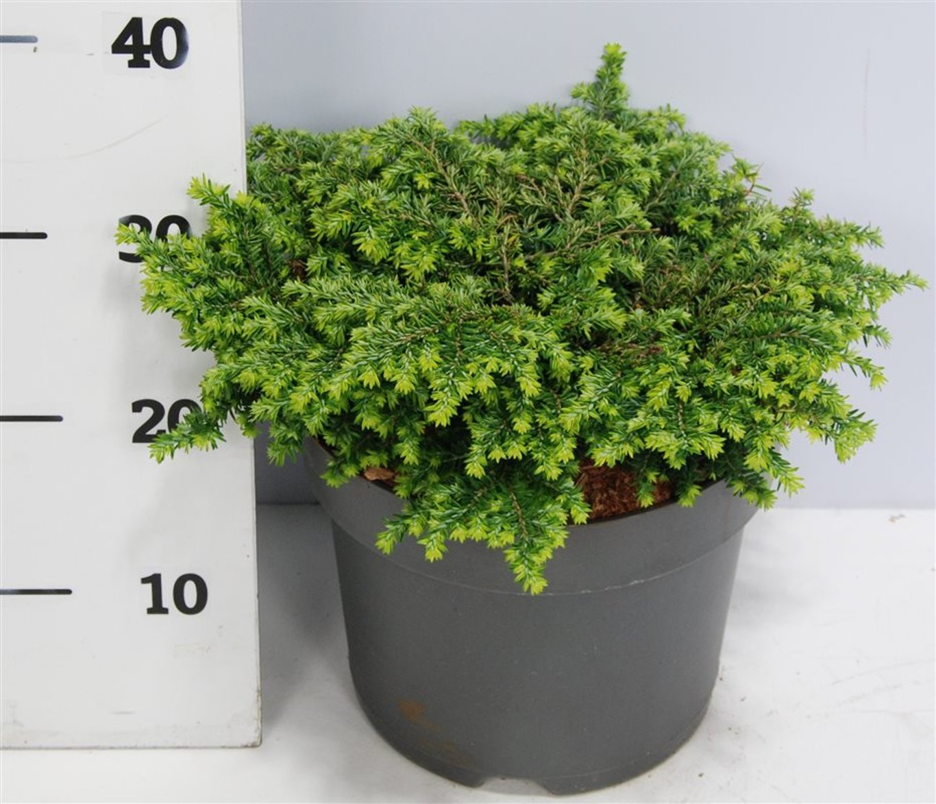 Hemlock can. &
