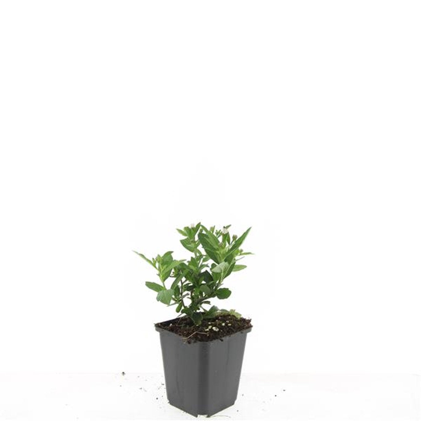 Aster ageratoides &