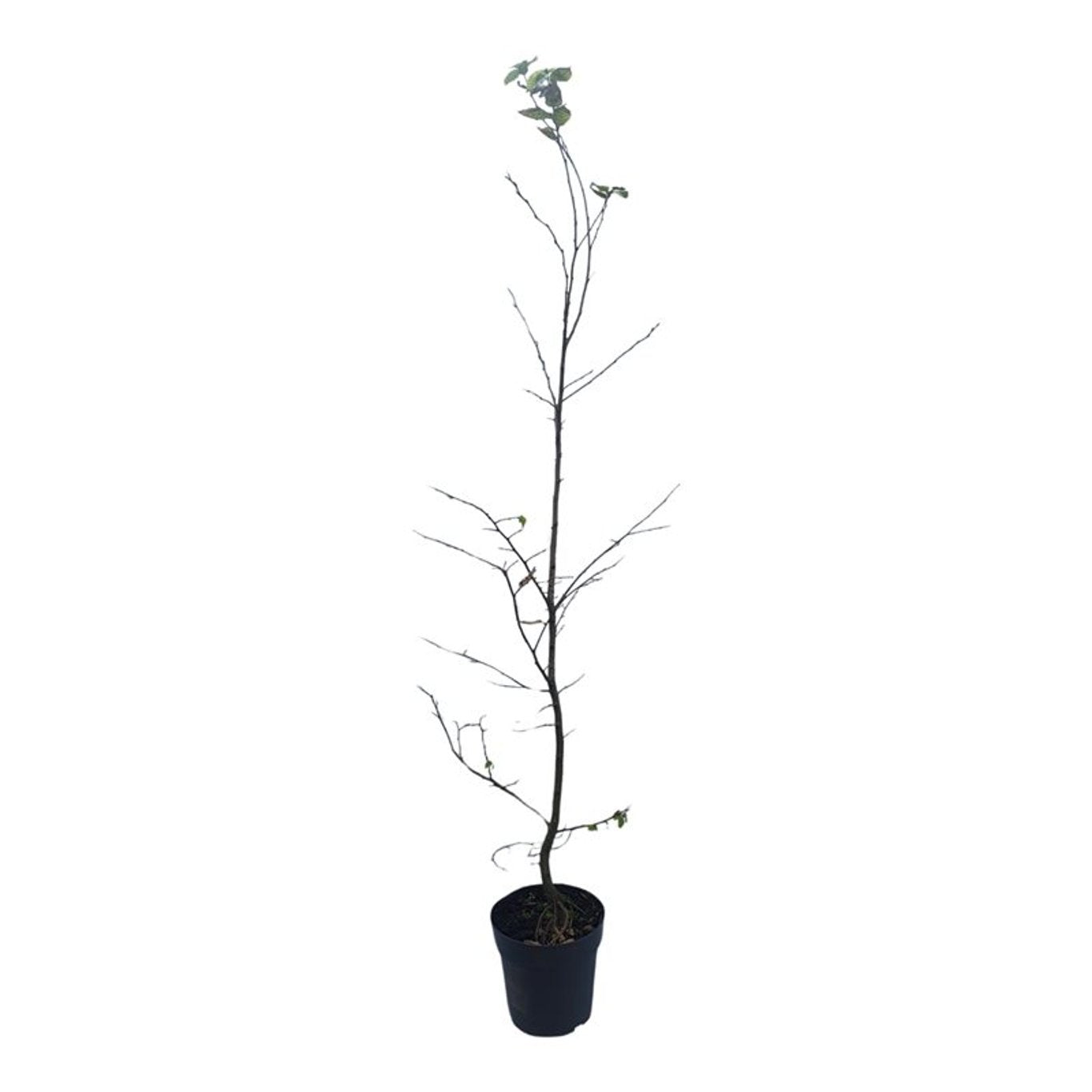 Avenbok betulus - C4/P21 100-125 CM