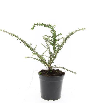 Oxbär conspicuus decorus - C1,5/P15