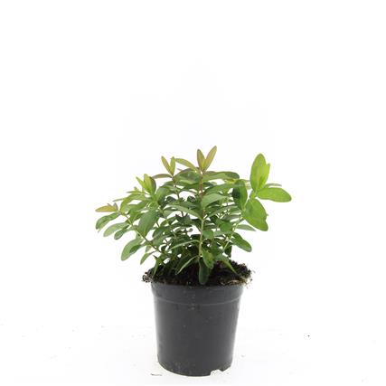 Hypericum calycinum 9 cm kruka 15+ cm