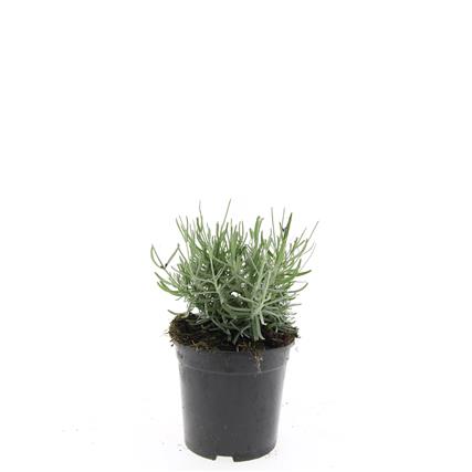 Lavendel ang. &