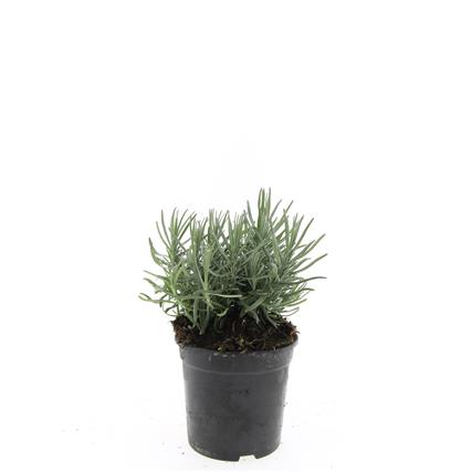 Lavendel ang. &