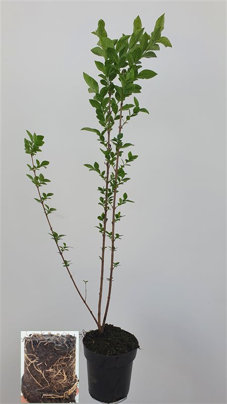 Liguster ovalifolium - C2,5/P18 60-80 CM